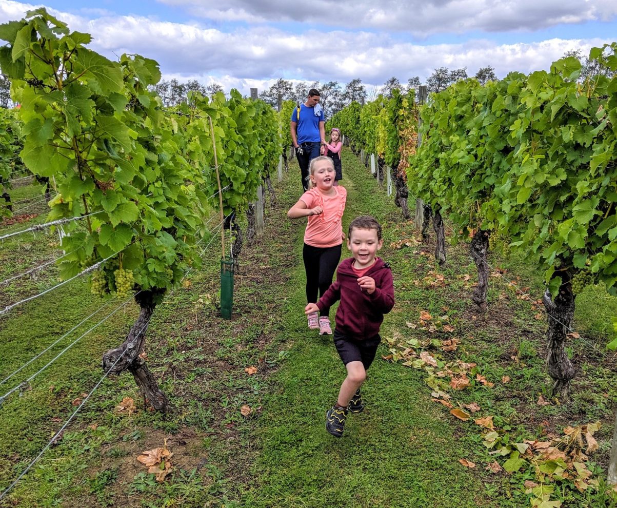 Warden Abbey Vineyard